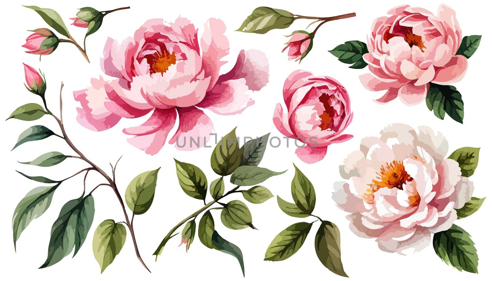 Large pink peonies set. Drawn botanical illustration. Realistic isolated by EkaterinaPereslavtseva