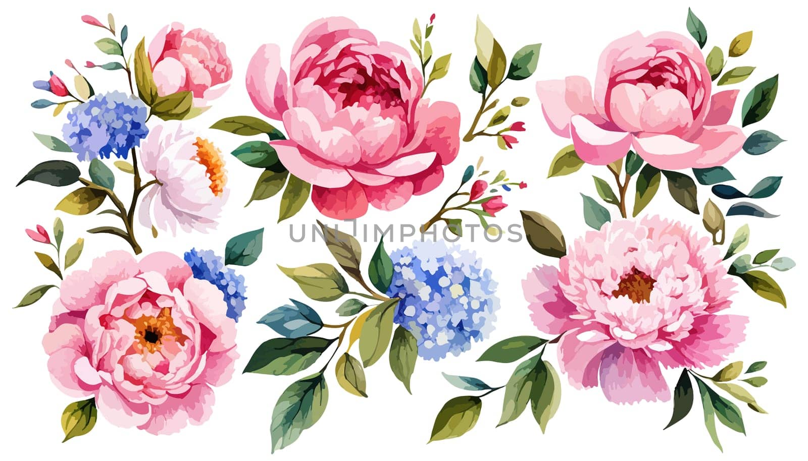 Watercolor flower illustration, pink peony on a white background. Set Peonies flowers illustration