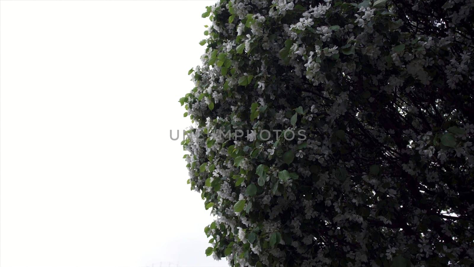 Blooming white flowers trees at park path. Stock footage. Beautiful spring bloom of well-groomed green trees in park alley on background of passing walking people.