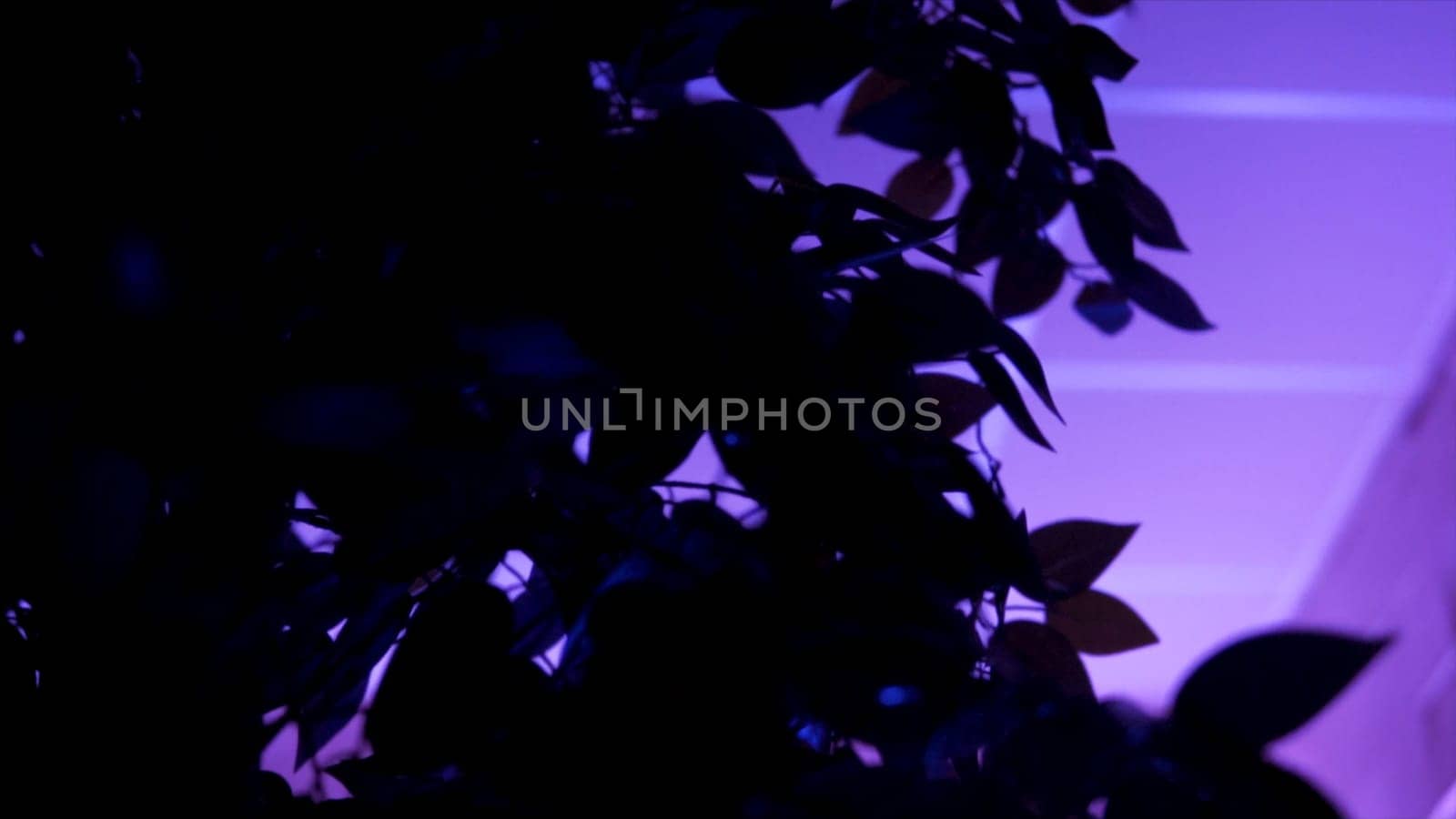 Close up of the leaves of a plant standing inside a room in purple neon light, bottom view. A bush petals and the white ceiling lighted by lilac neon lamp.
