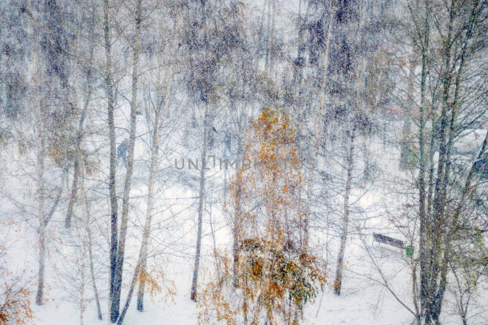 Winters park snowflakes falling. Snowfall on defocused background. Winter blurred background with copy space. by darksoul72