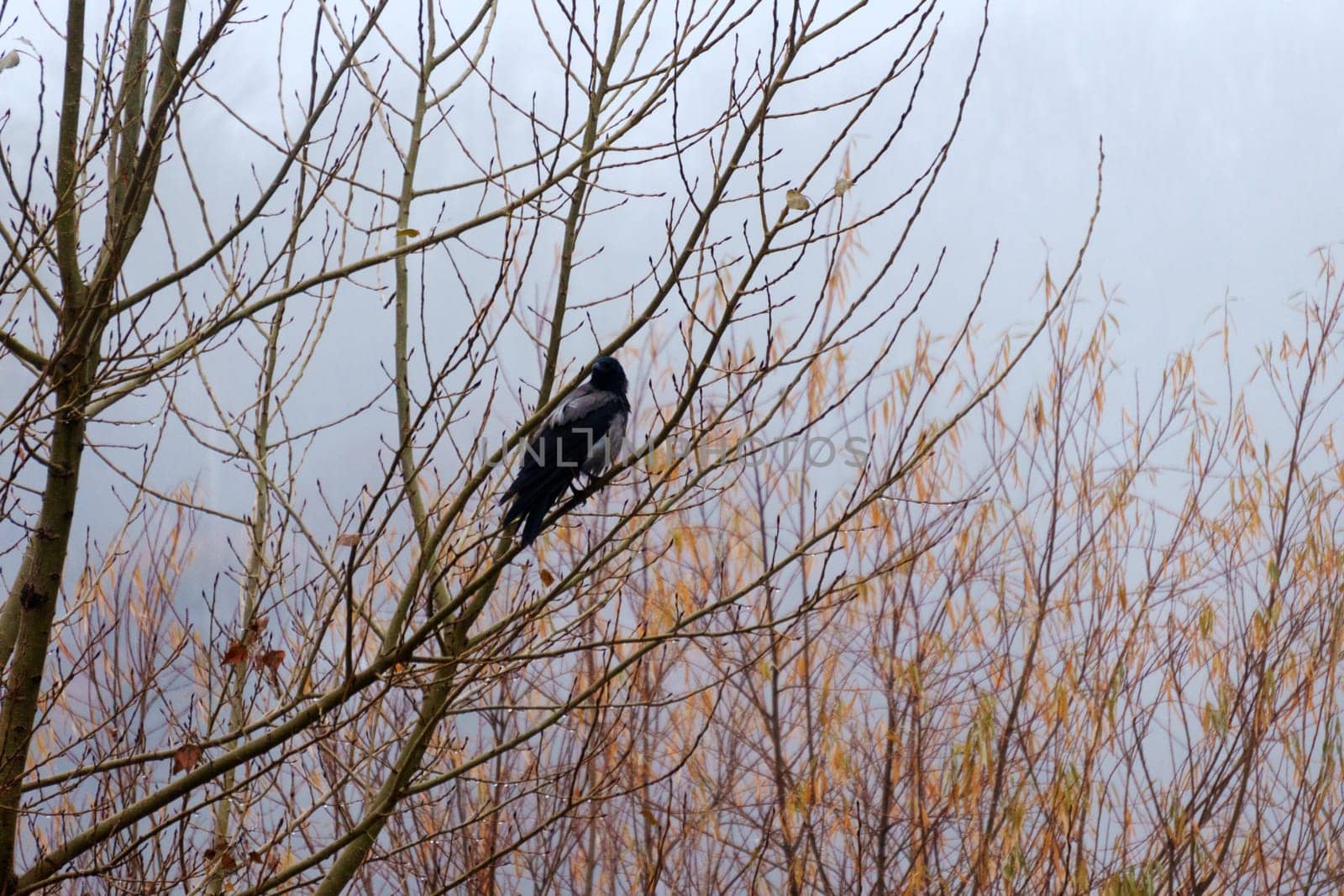 Black bird raven perched on a high branch of a tree. Mystical atmosphere