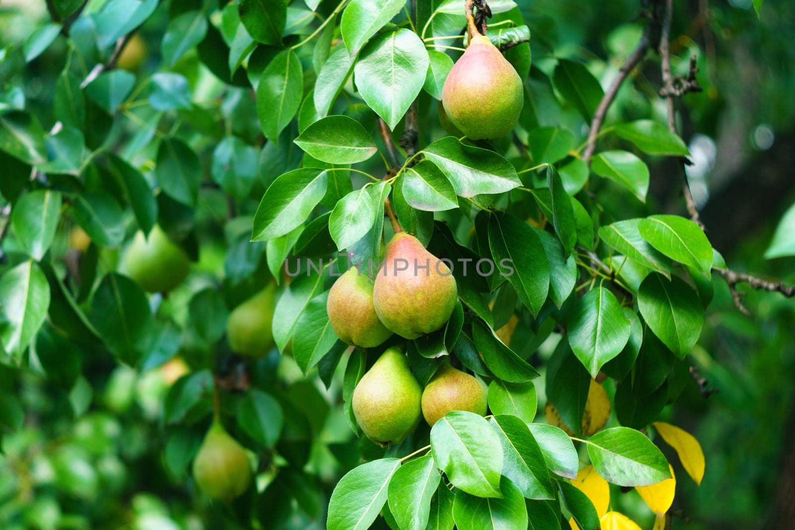 Pears on a tree, close-up of the harvest. Summer garden. Selective focus