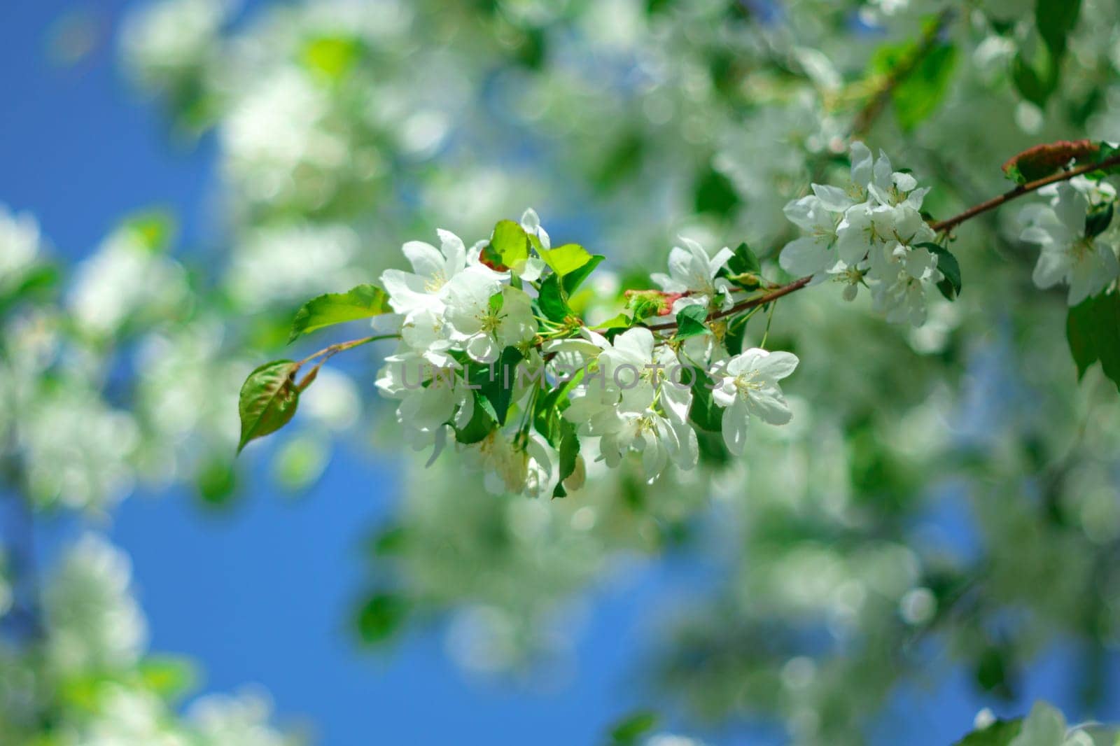 Spring. The beginning of the spring season. Blooming apple trees