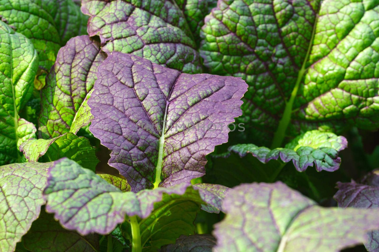 Large mustard leaves of green leafy plant cultivated in garden. Texture by darksoul72