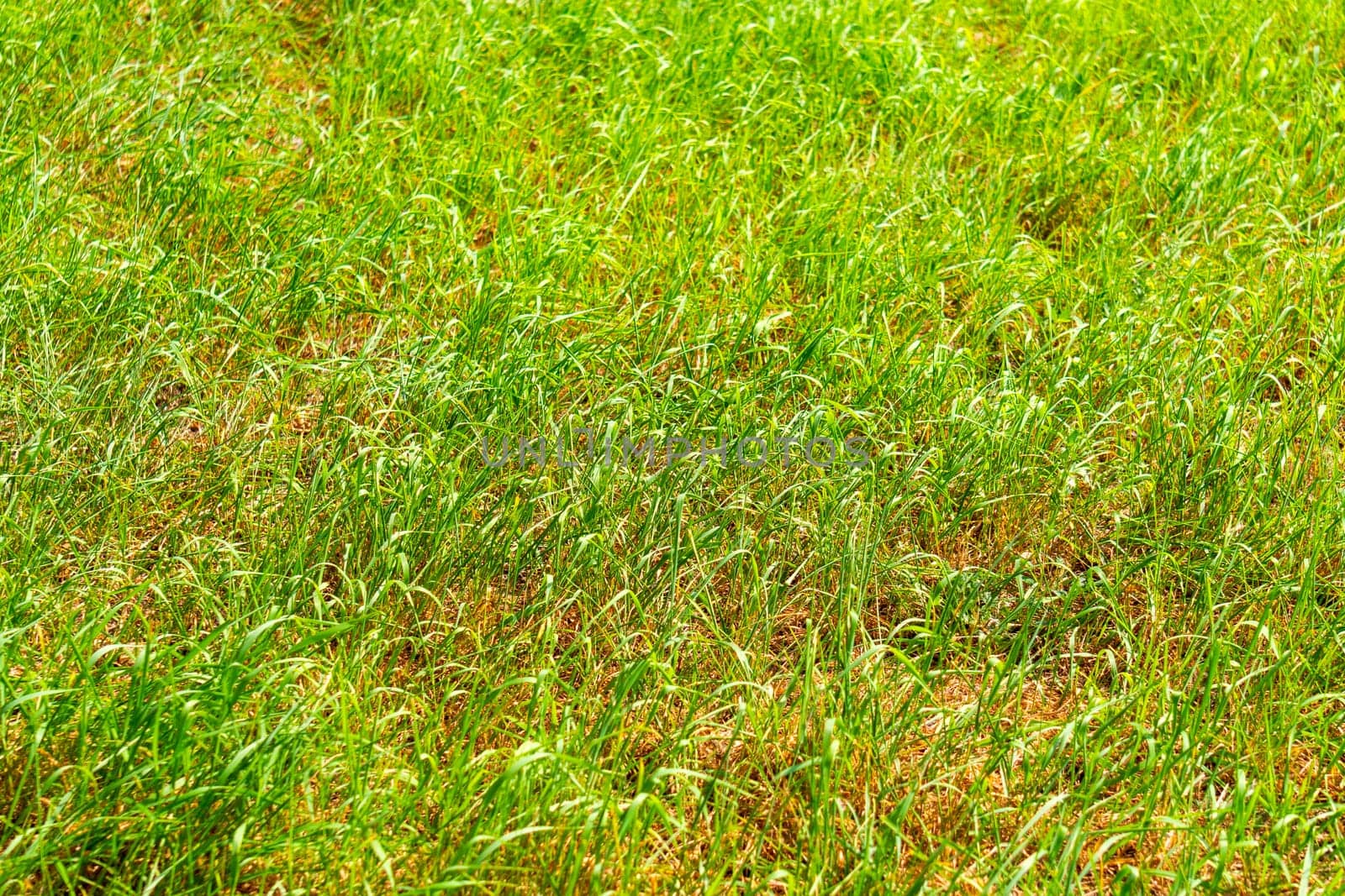 Green grass surface for the background, Top view of grass field Ideal concept. Golf Courses lawn pattern textured. by darksoul72