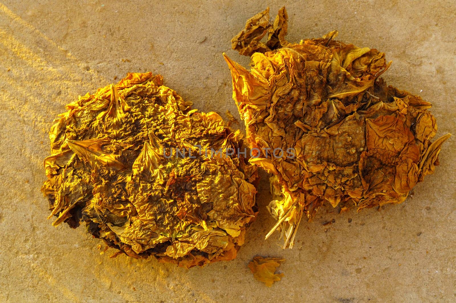 Dry brown Tobacco leaf, closeup. during curing process. Selective focus by darksoul72