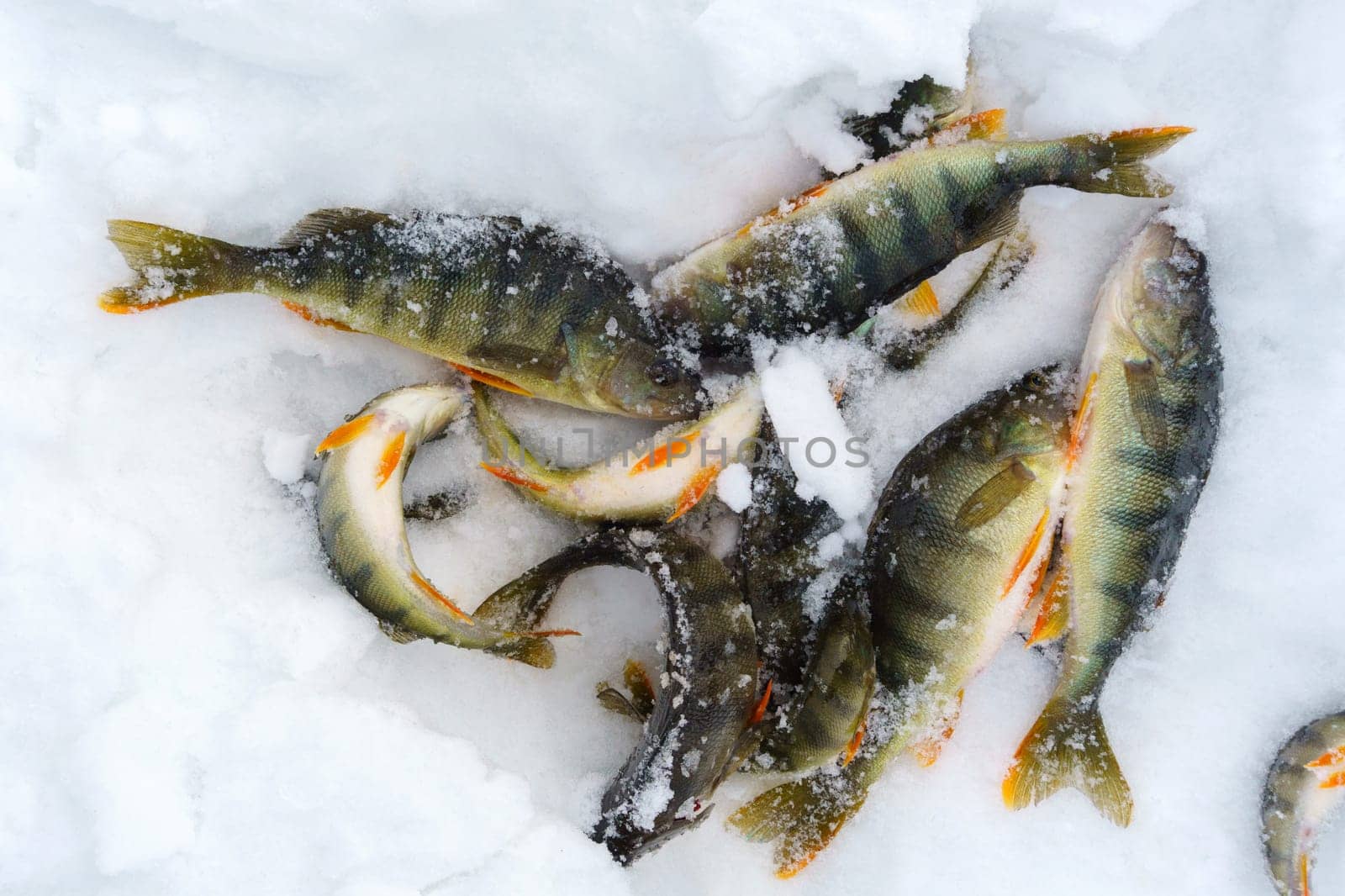 Group of Fish in the Snow, winter fishing, fresh catch by darksoul72