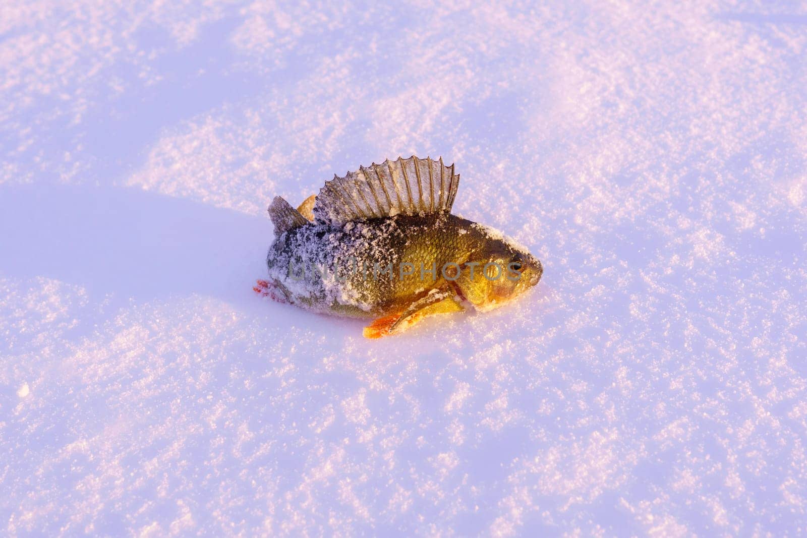 Fish is a perch. Winter fishing, adventure. Winter activity