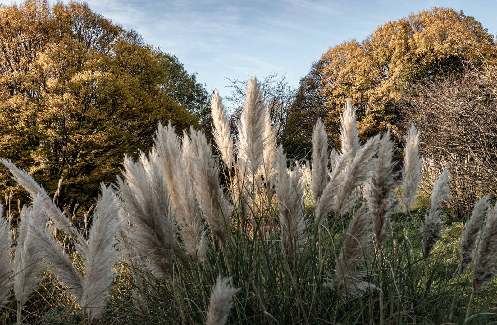 The fascinating plumage of the flowers of the pampas grass in the park. White cream fluffy flowers of Cortaderia selloana, is a nice floering grass for the garden, Copy space, Selective focus.