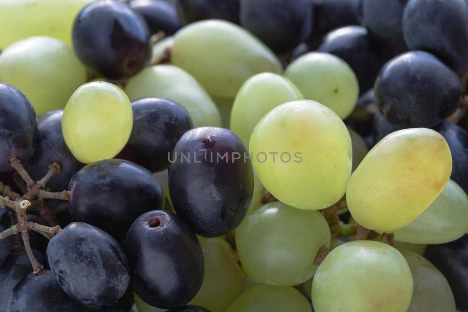 Close-up of Fresh Green seedless and Black seedless Grapes. grapes healthy fruit ready to eat, Space for text, Selective focus.