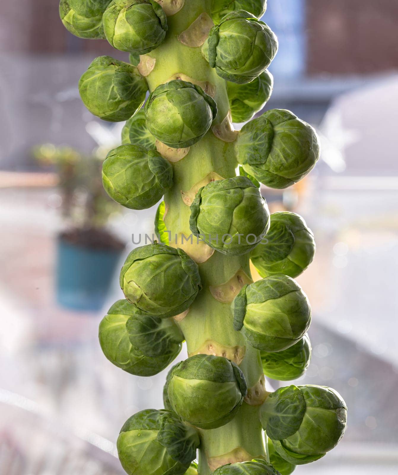 Fresh raw organic green brussel sprouts on stalks with Natural sunlight. Brussel Sprouts Groninger vegetable, Uncooked Rosenkaal Brussel sprouts, Space for text, Selective focus.