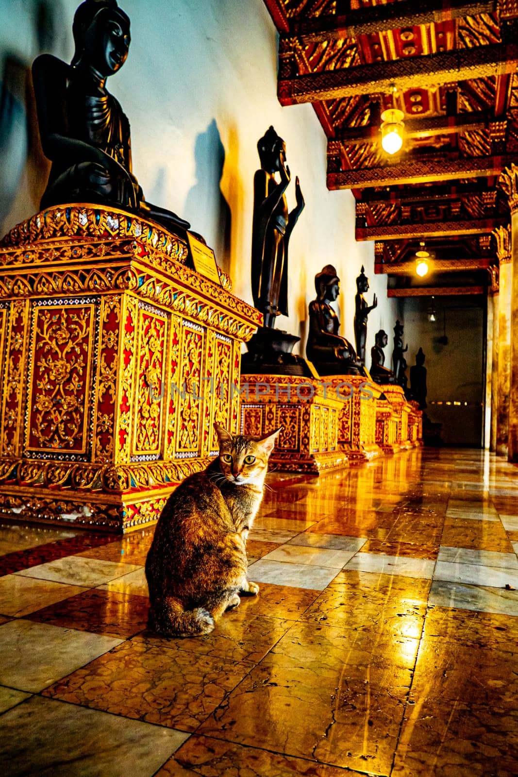 Tranquil Encounters Cat Resting at Wat Benchamabophit Dusitvanaram the Serene Marble Temple of Bangkok Thailand by Petrichor