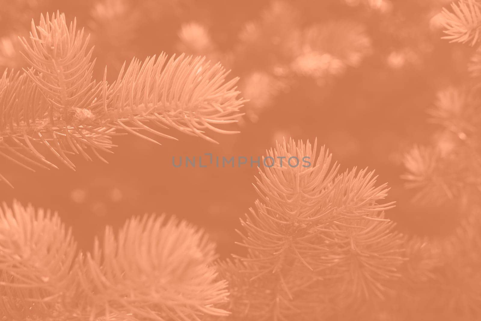 Peach fuzz toned fir branches spruce. Close up. Spruce needles monochrome. Fluffy Christmas tree spruce 2024 color. High quality photo