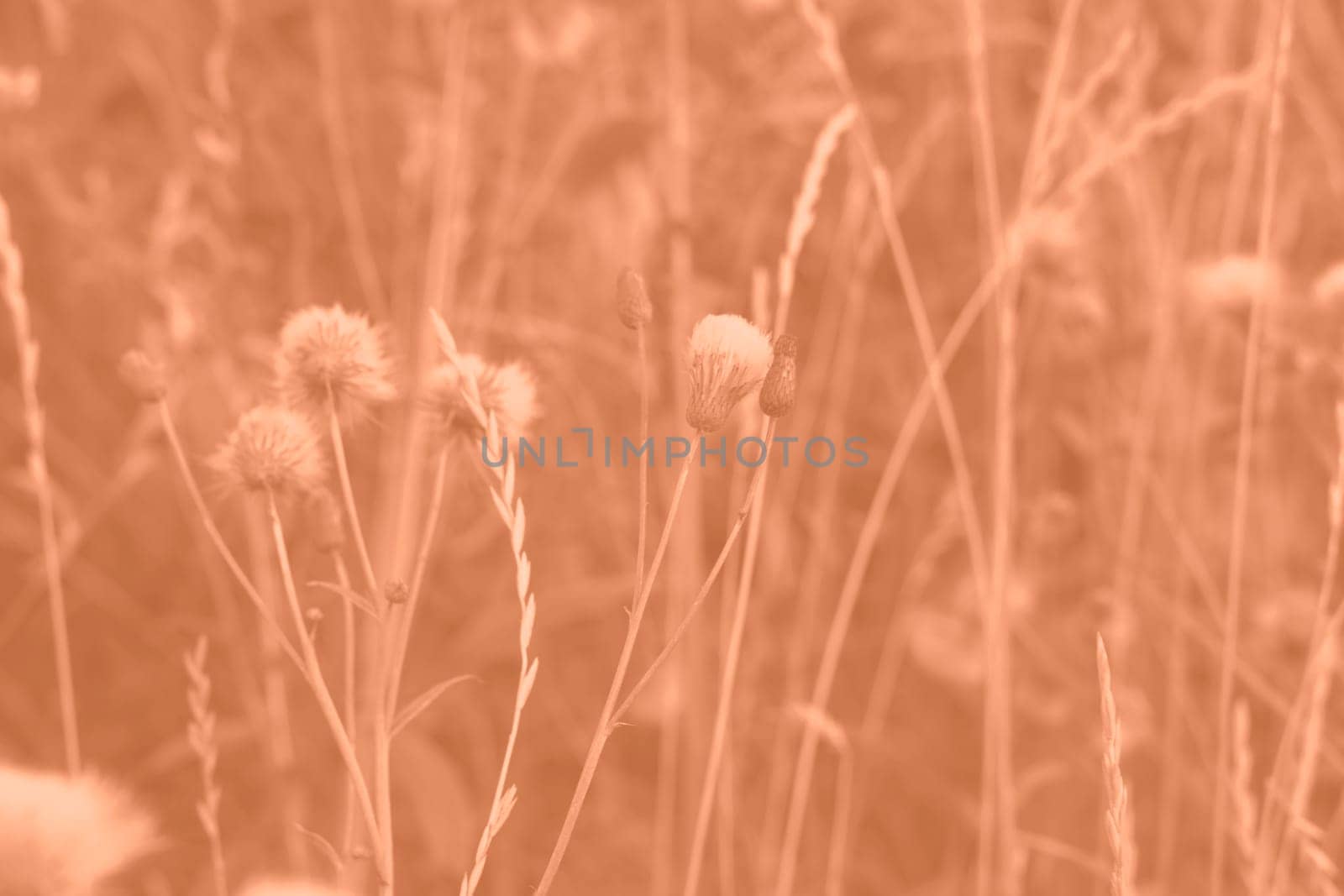 Peach Fuzz grasses with spikelets of beige color close-up. Abstract natural background of soft plants monochrome color 2024. by kizuneko