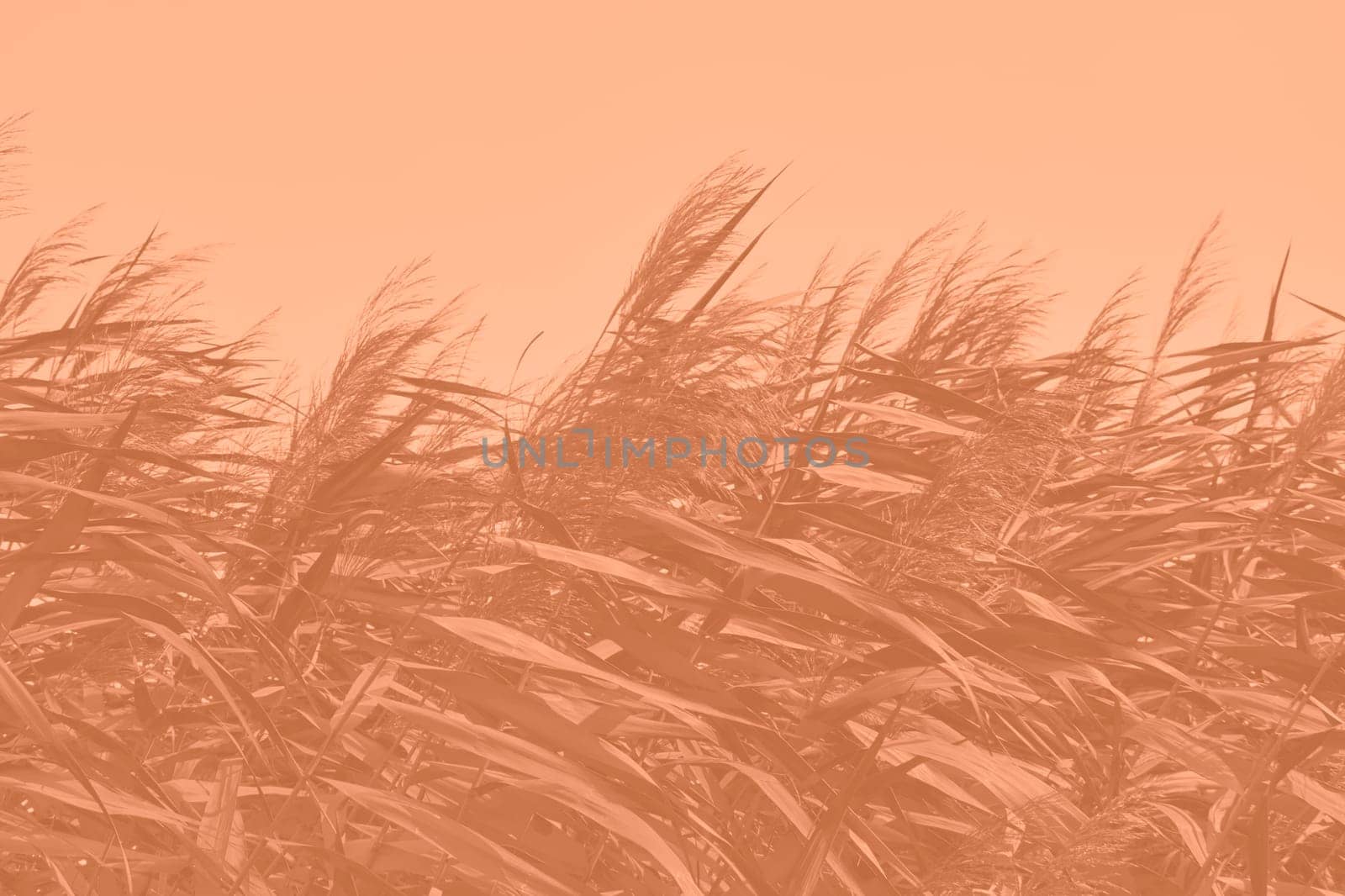 Peach Fuzz grasses with spikelets of beige color close-up. Abstract natural background of soft plants monochrome color 2024. High quality photo