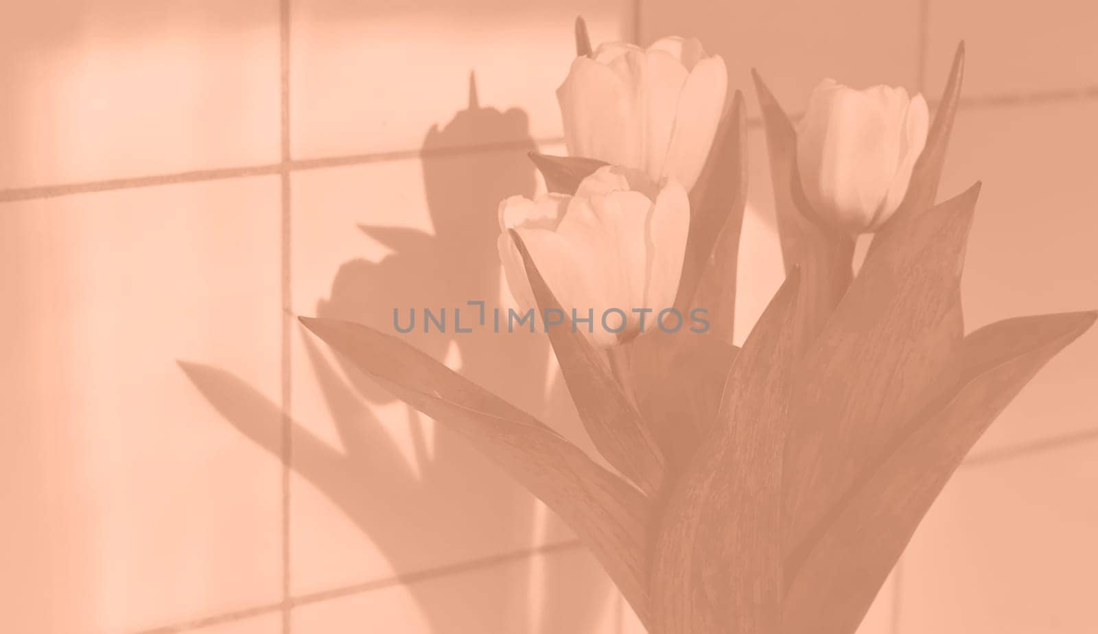 Peach Fuzz White tulips on a background of white tiles. Copy space. Beautiful white tulips flowers for the holiday monochrome 2024 color. by kizuneko