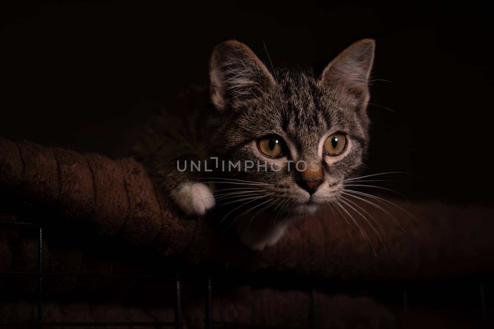 Portraite of Little Outbred Kitten over Black Background. High quality photo