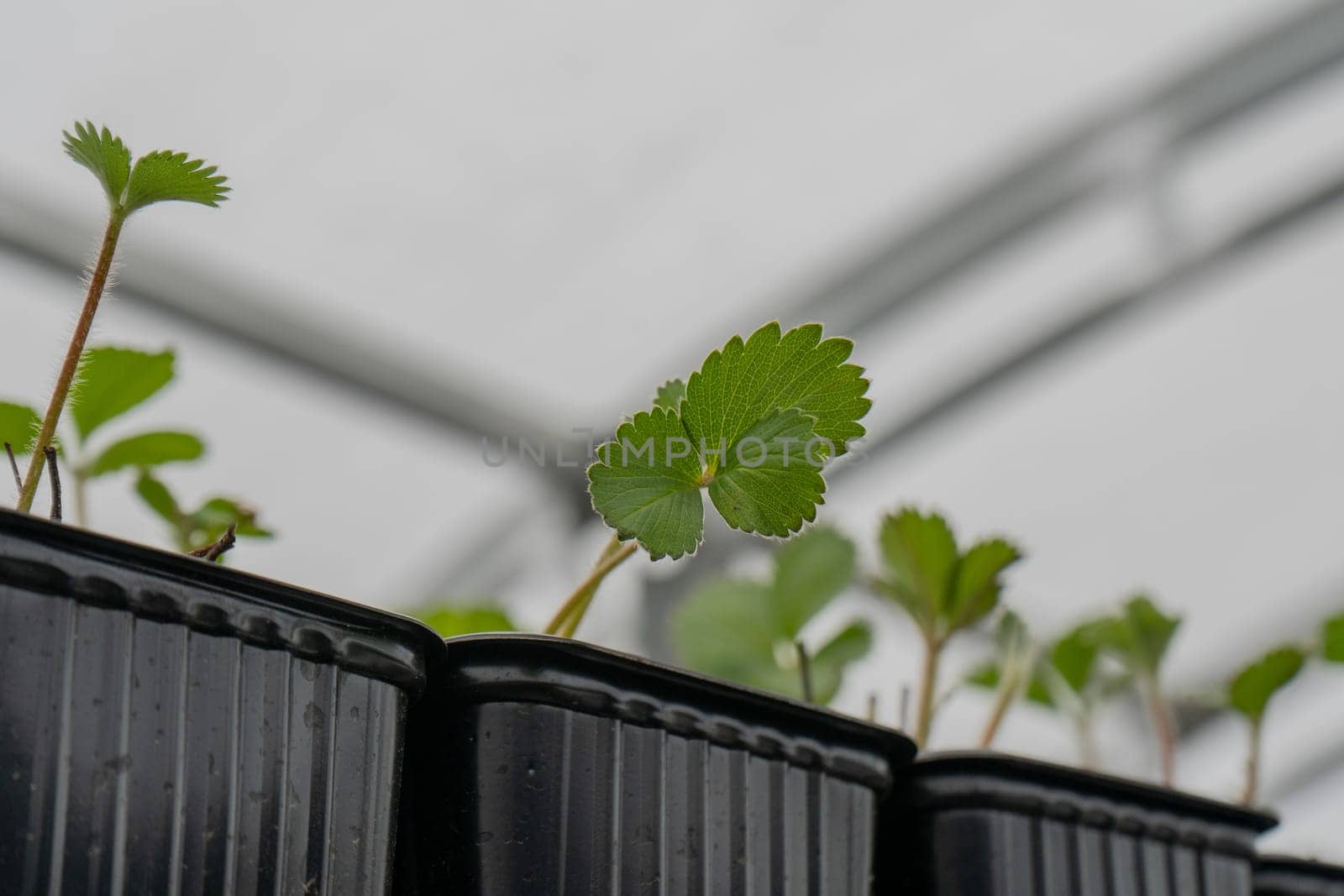 Hydroponics is the technique of growing plants using a water-based nutrient solution rather than soil. High quality photo