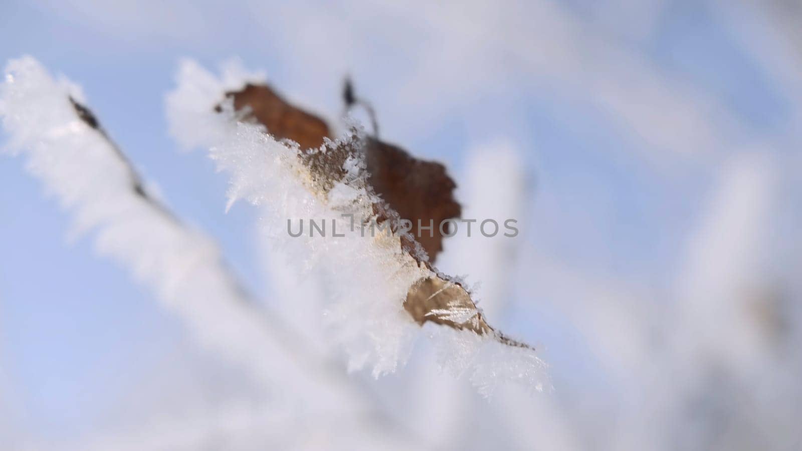 Beautiful winter nature background, snow covered branch of a tree on a frosty winter day. Creative. Close up of a dry leaf on a snowy tree branch