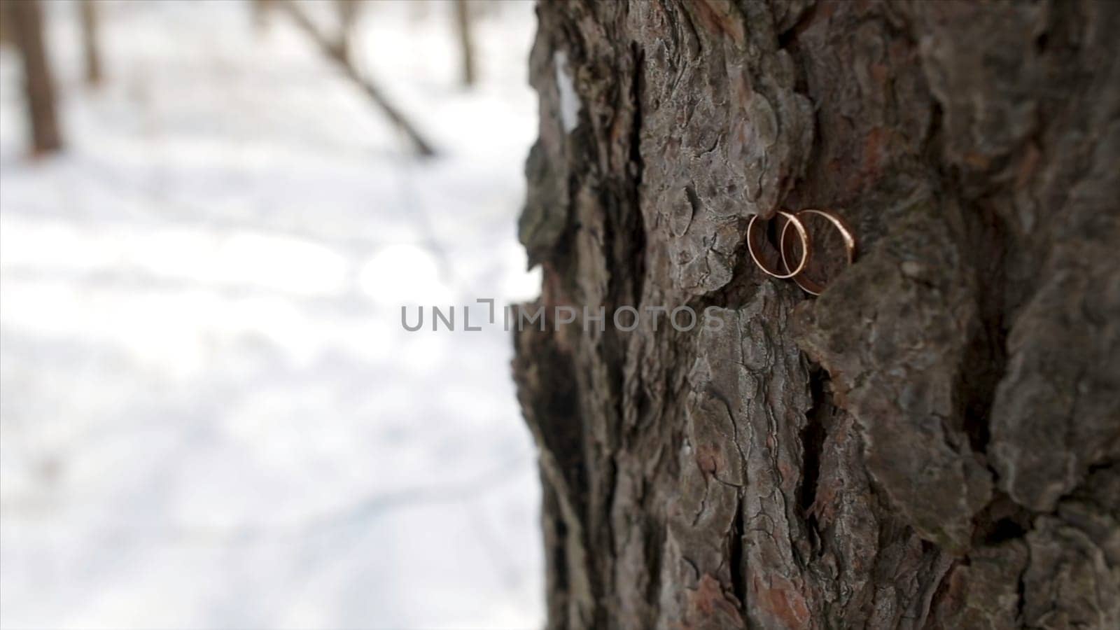 Wedding rings placed on a tree bark. Couple wedding rings on old wood texture, the bark of the tree. Wedding rings on a tree bark. Jewelry at the wedding