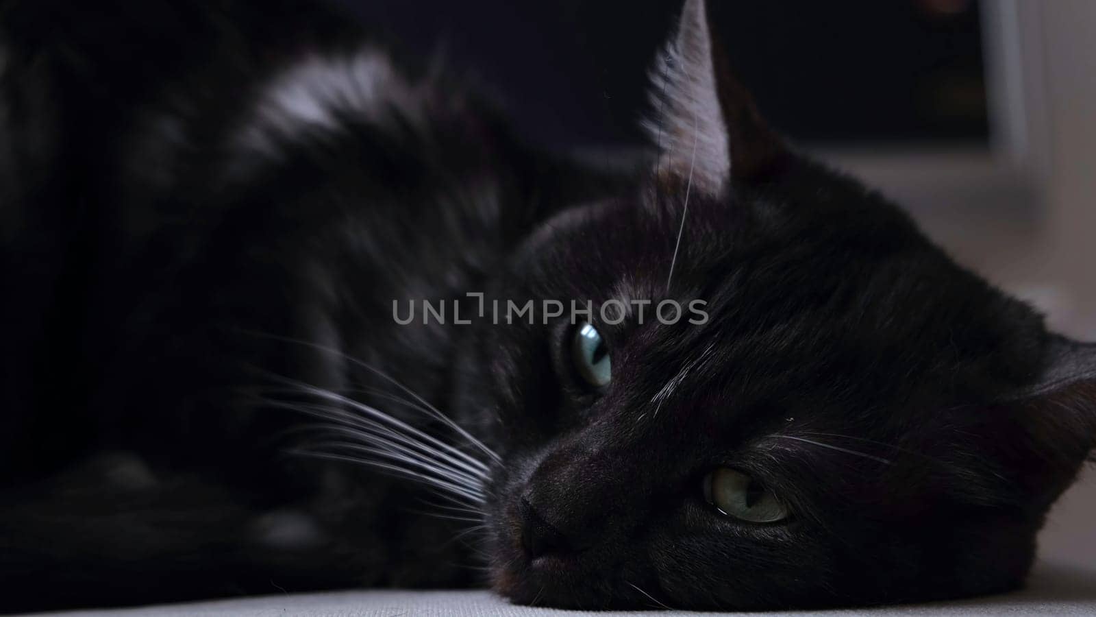 Close up of soft and fluffy black and white cat falling asleep. Domestic cat with big green eyes lying at home in front of the camera on blurred background of the room.