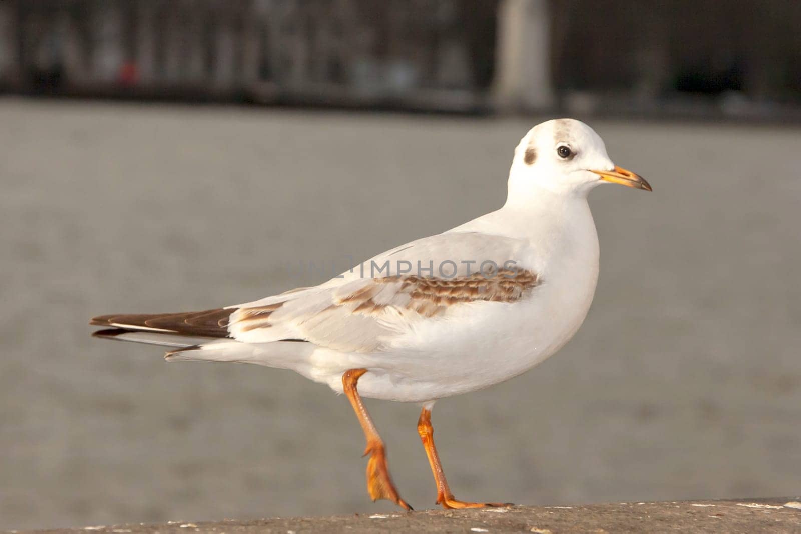 Seagull bird or seabird standing feet on the thames river bank in London, Close up view of white gray bird seagull, Wild seagull portrait on natural background, Sea gull bird animal closeup isolated