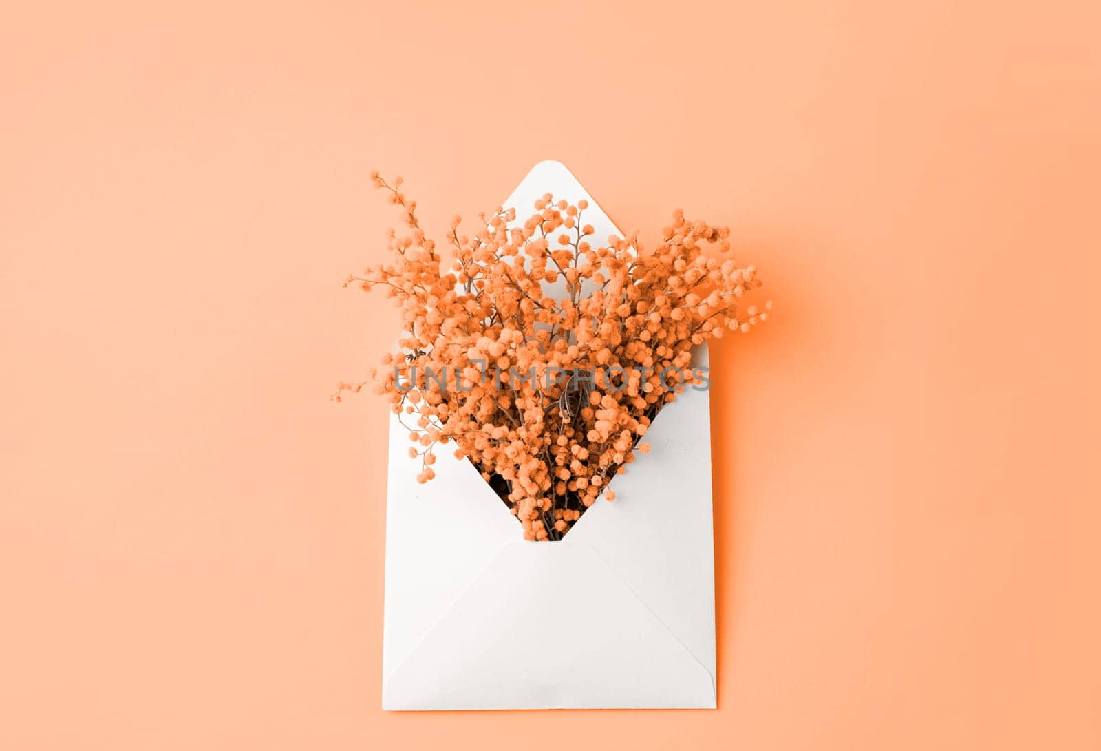 Color of the year 2024: Peach Fuzz. Spring congratulations. Opened white envelope with mimosa flowers on yellow background, mockup design