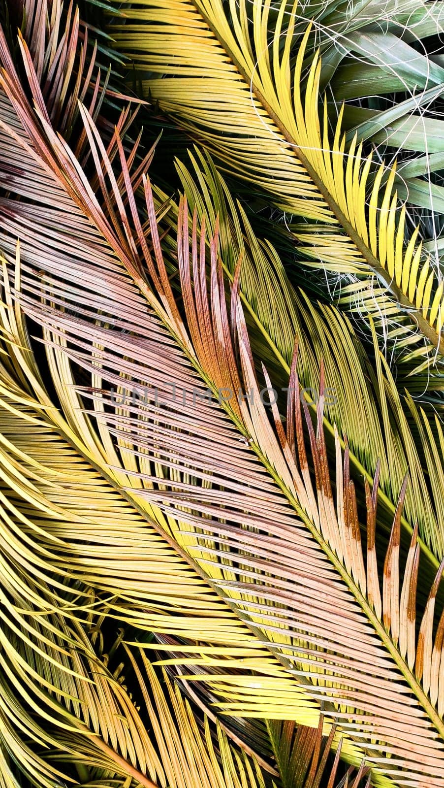 Tropical palm leaves lie on ground creating beautiful textured background, flat lay, vertical frame by Laguna781