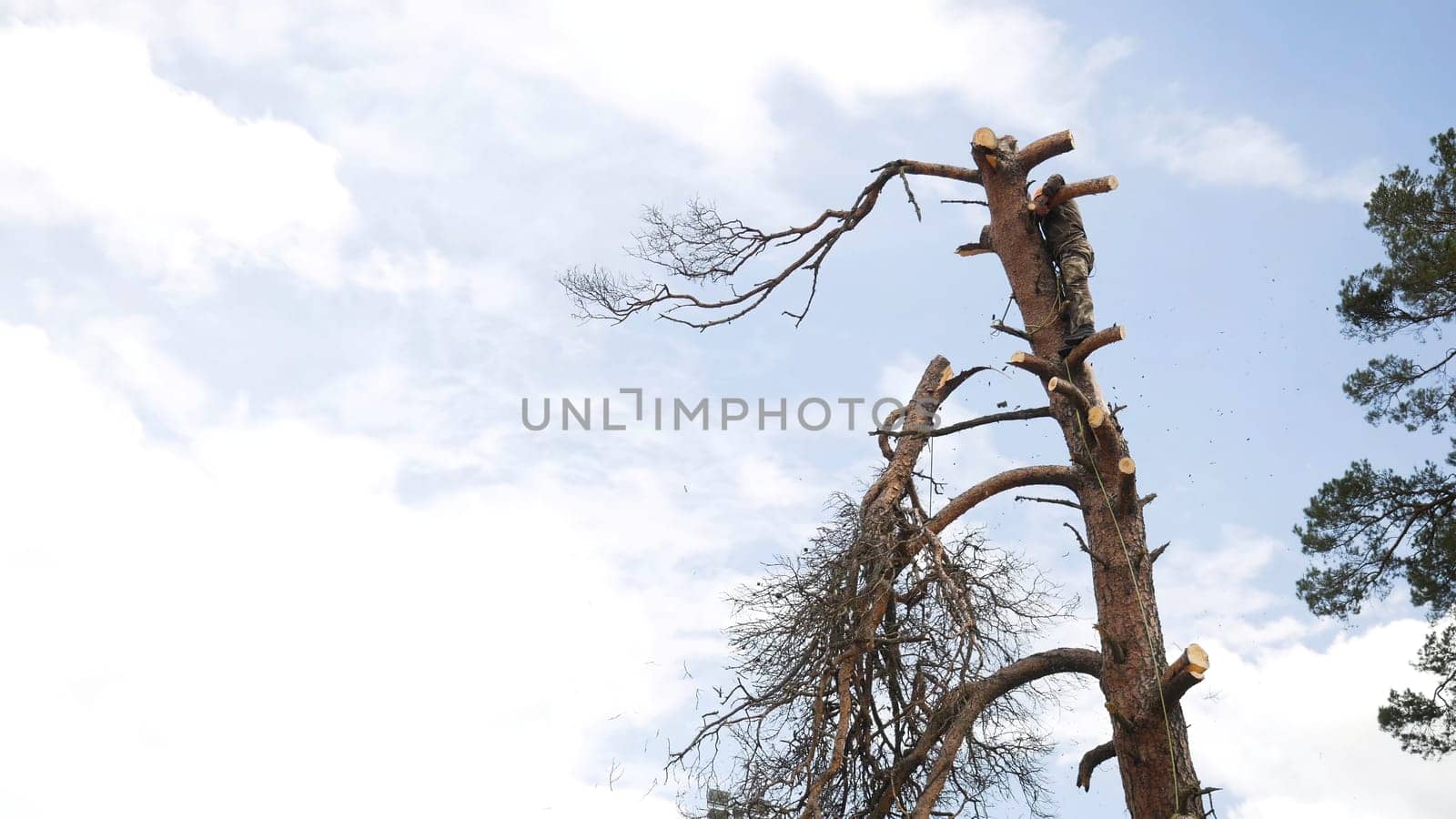 He is using a chainsaw and he is walking on a trunk. Man in a tree sawing him with a chainsaw.