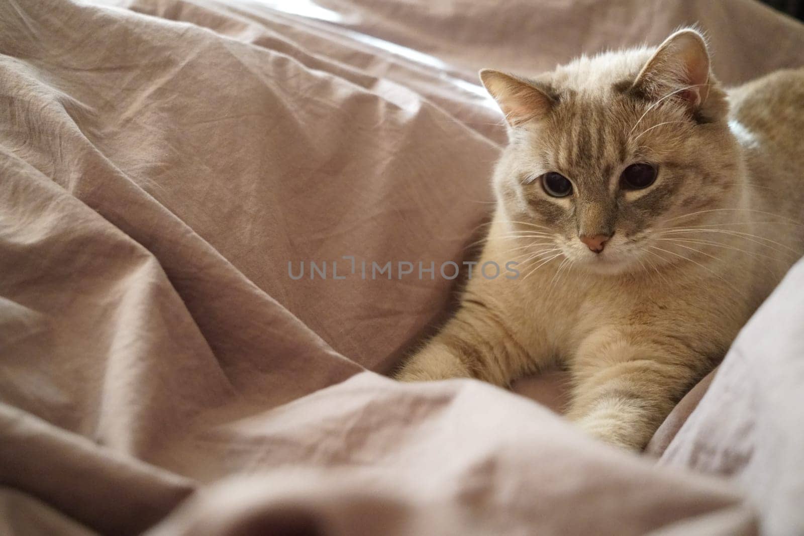 Front view of a cute beautiful Siamese breed cat on a classic brown blanket by tewolf