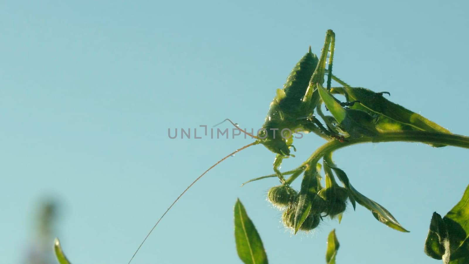 Large green grasshopper against blue sky background, close up footage. Creative. Green insect on a green summer plant