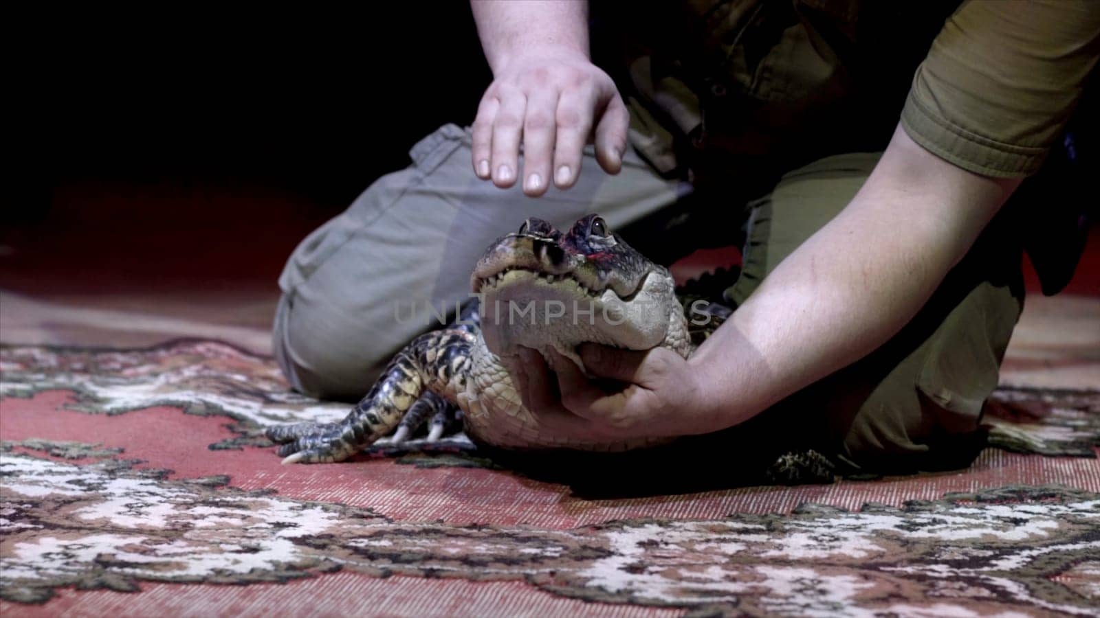 Man trying to open mouth of crocodile. Action. Close-up of trainer at performance trying to open mouth of small crocodile on black isolated background.