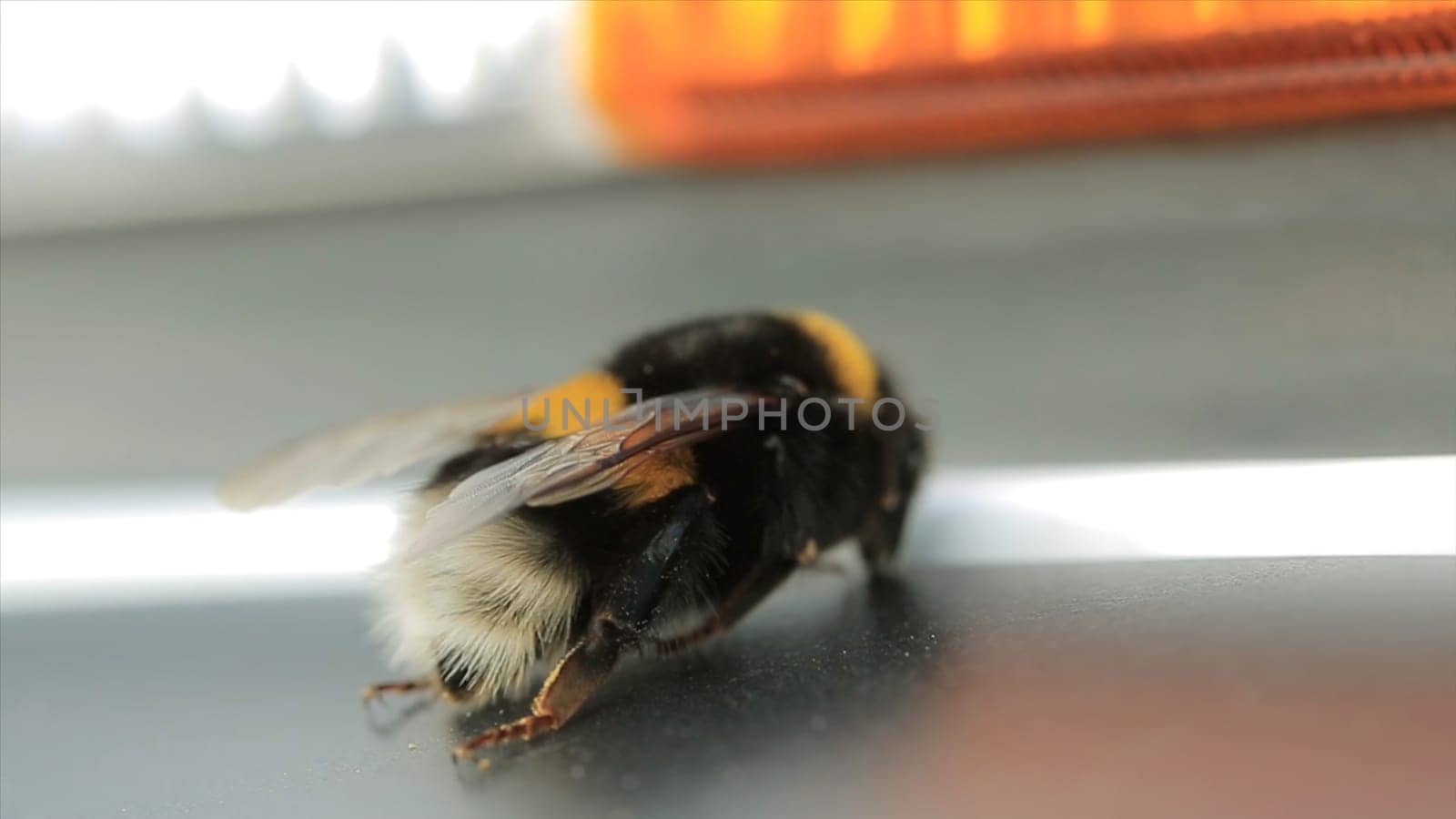 Macro view of bumblebee. White-Tailed wasp (Bombus lucorum). Wasp, macro video. Insects HD