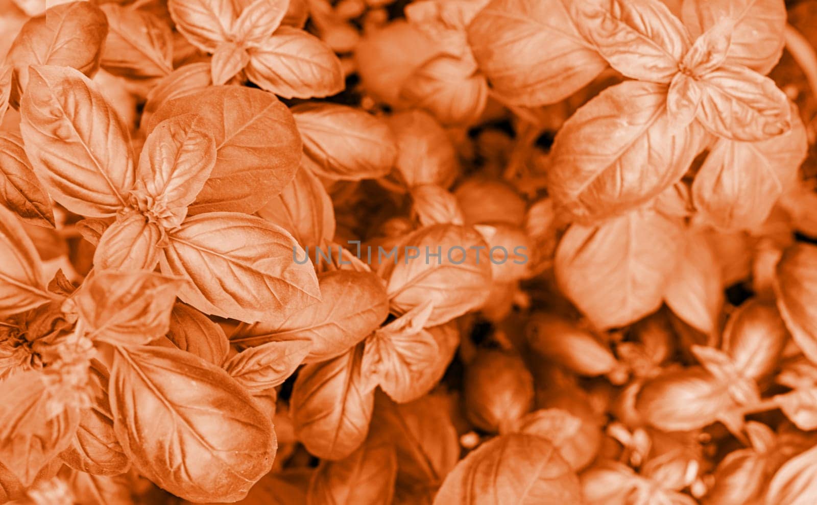 Color of the year 2024: Peach Fuzz. Close up of fresh basil leaves in the garden texture