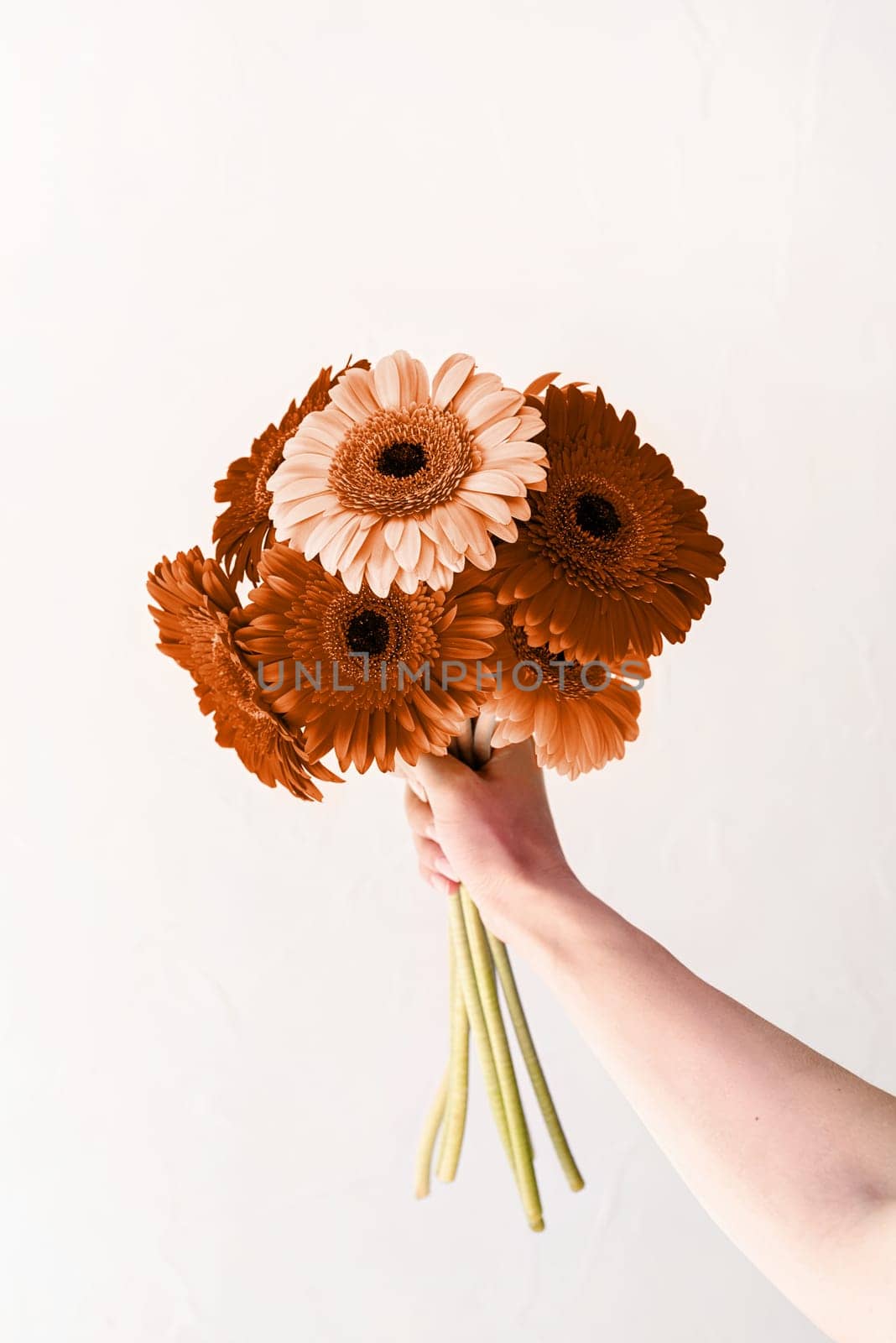 Color of the year 2024: Peach Fuzz. Happy birthday flowers, gerbera daisy flowers in woman hand on white background