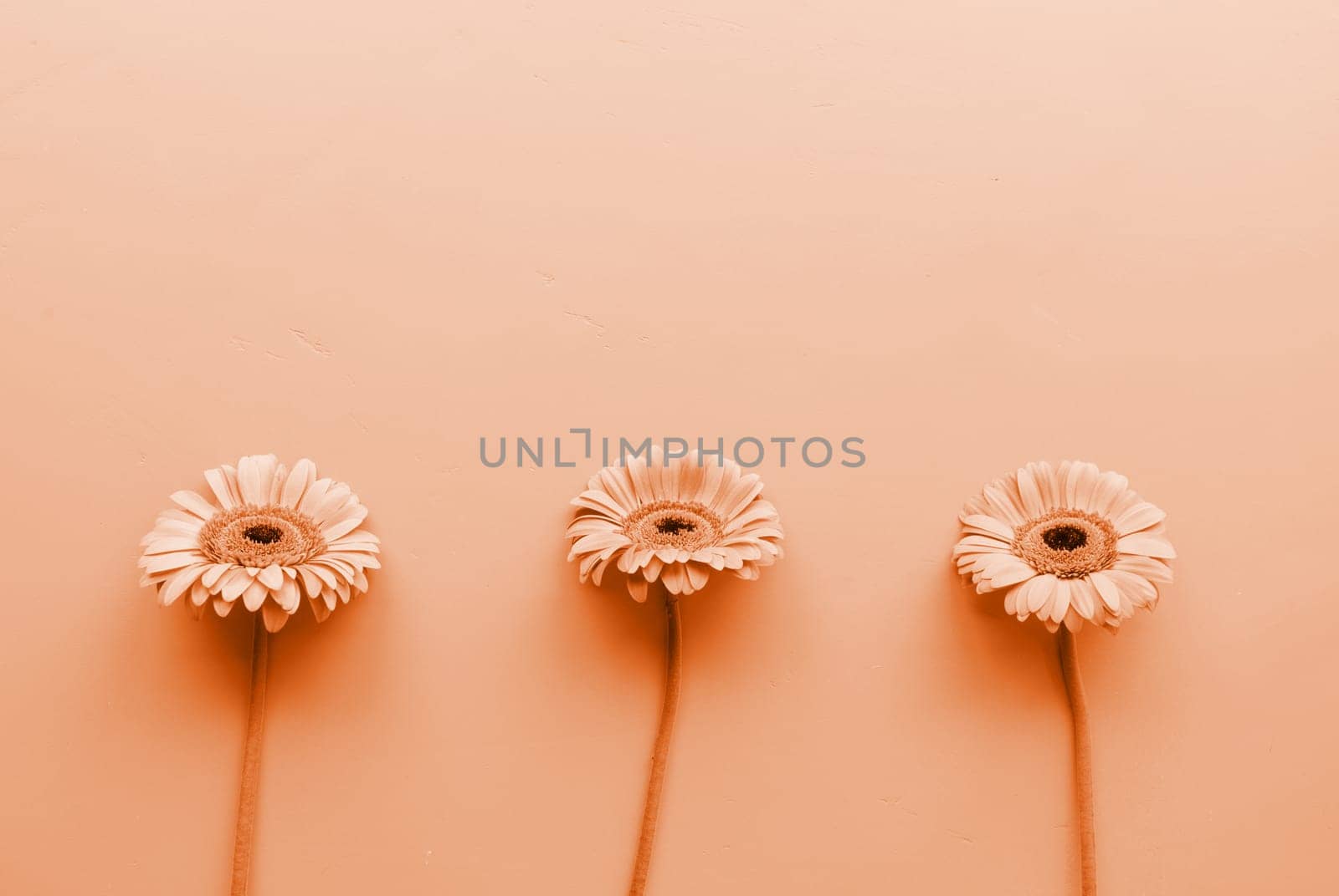 Color of the year 2024: Peach Fuzz. Three gerbera daisies in a raw . Sequence and symmetry. Minimal design flat lay.