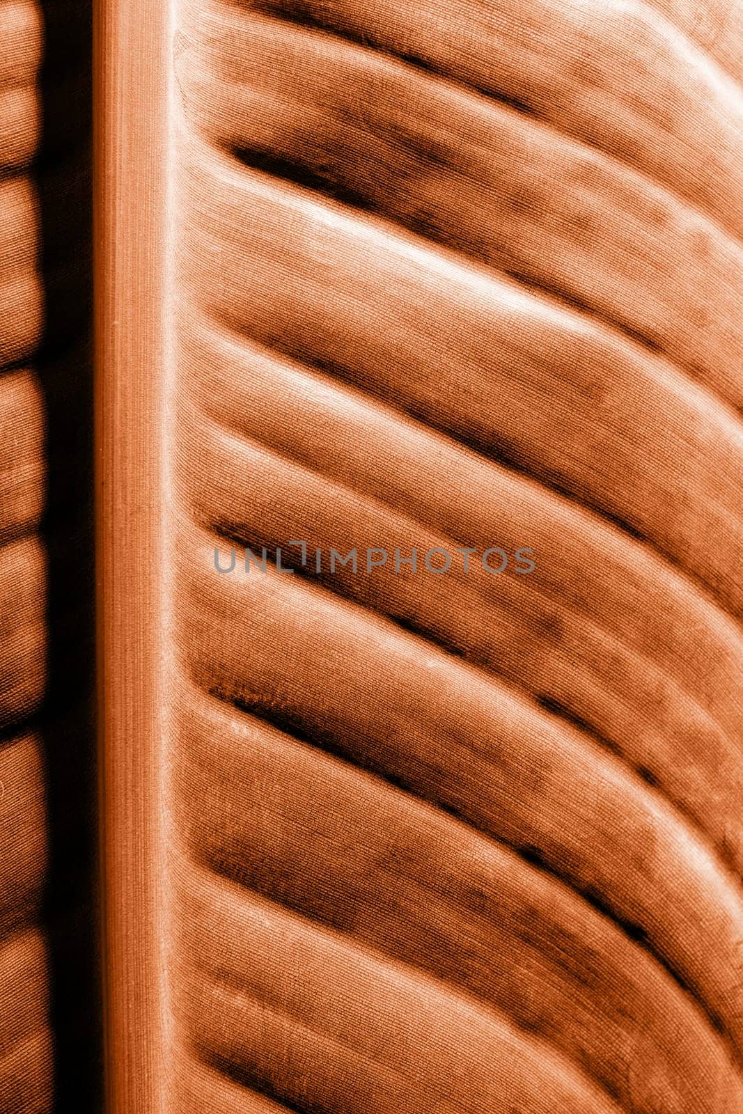 Color of the year 2024: Peach Fuzz. Strelitzia leaf texture with lines, natural background, macro close-up image