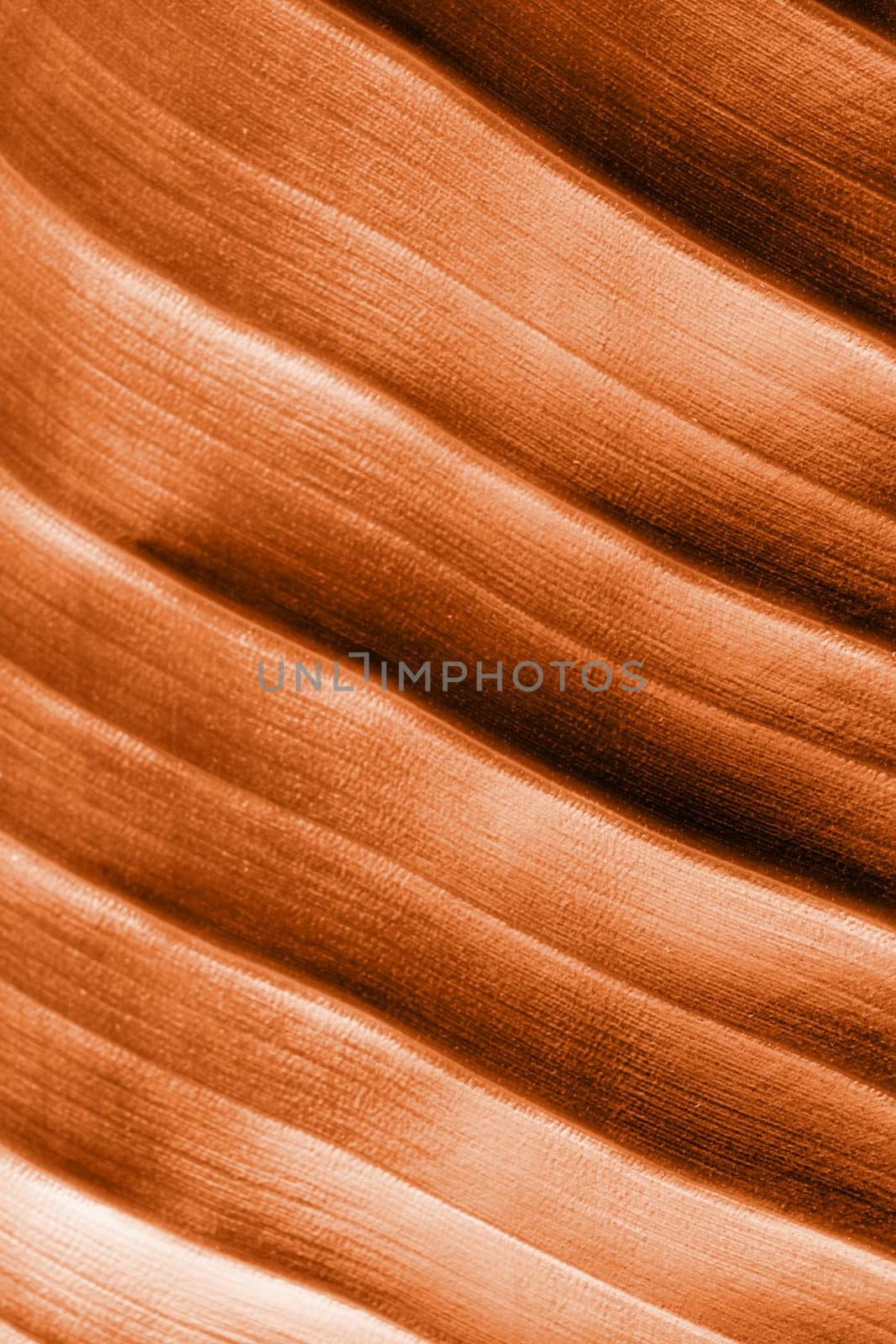 Color of the year 2024: Peach Fuzz. Strelitzia leaf texture with lines, natural background, macro close-up image