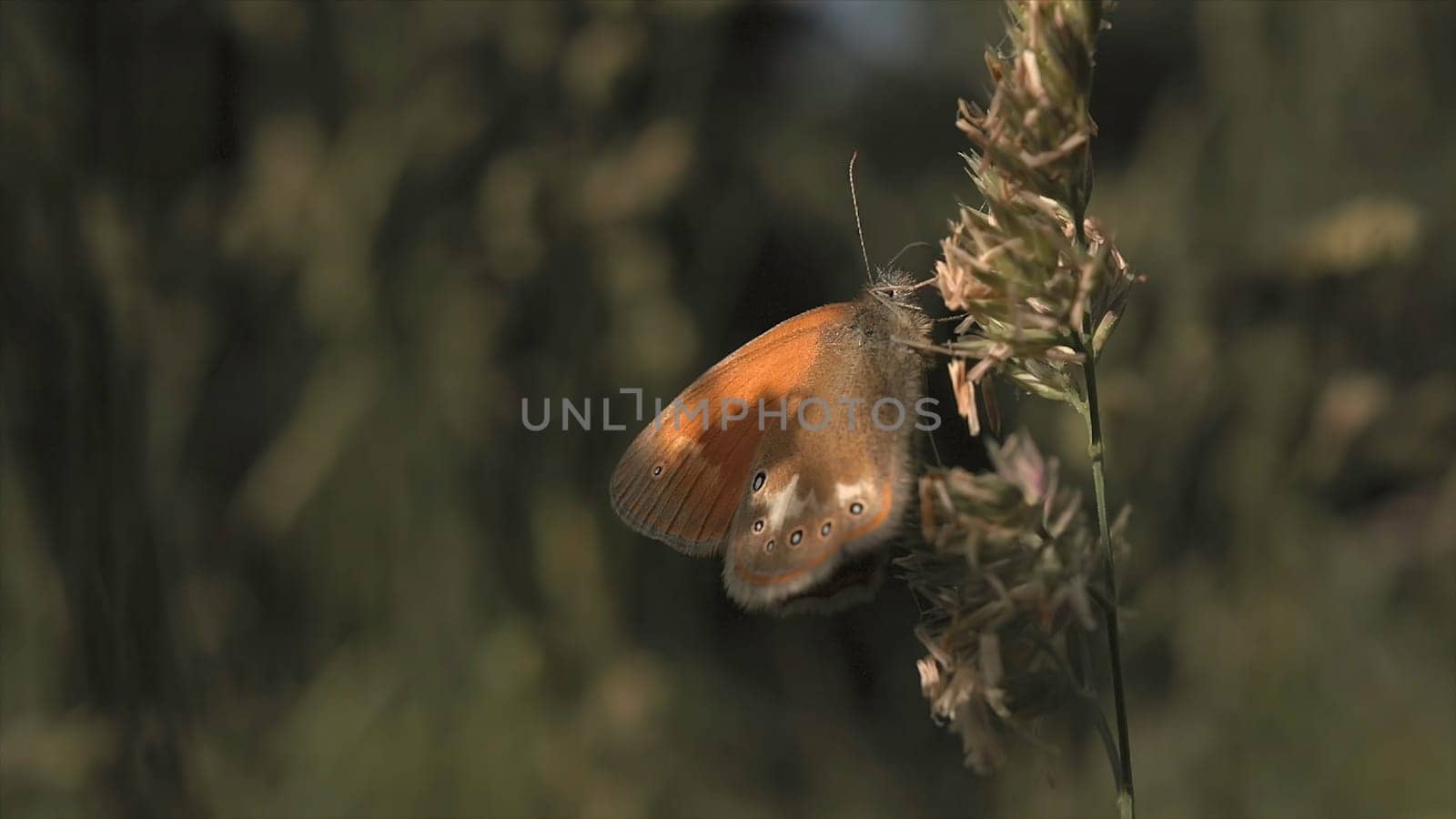 Beautiful butterfly feeding on a flower close up view. Macro view of a butterfly sitting on green flower against blurred background of green grass.