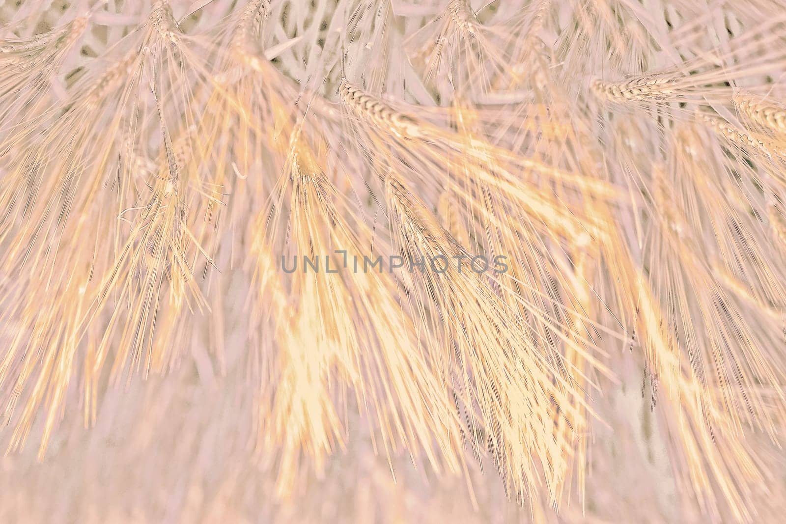 Abstract background with ears of wheat, vibrating shades, painted in the fashionable Pantone color Peach Fuzz 2024