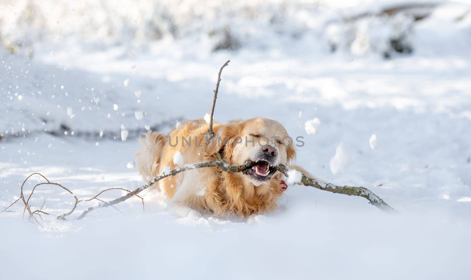Golden Retriever Dog Plays With Stick In Winter Forest, Enjoying Snowy Fun