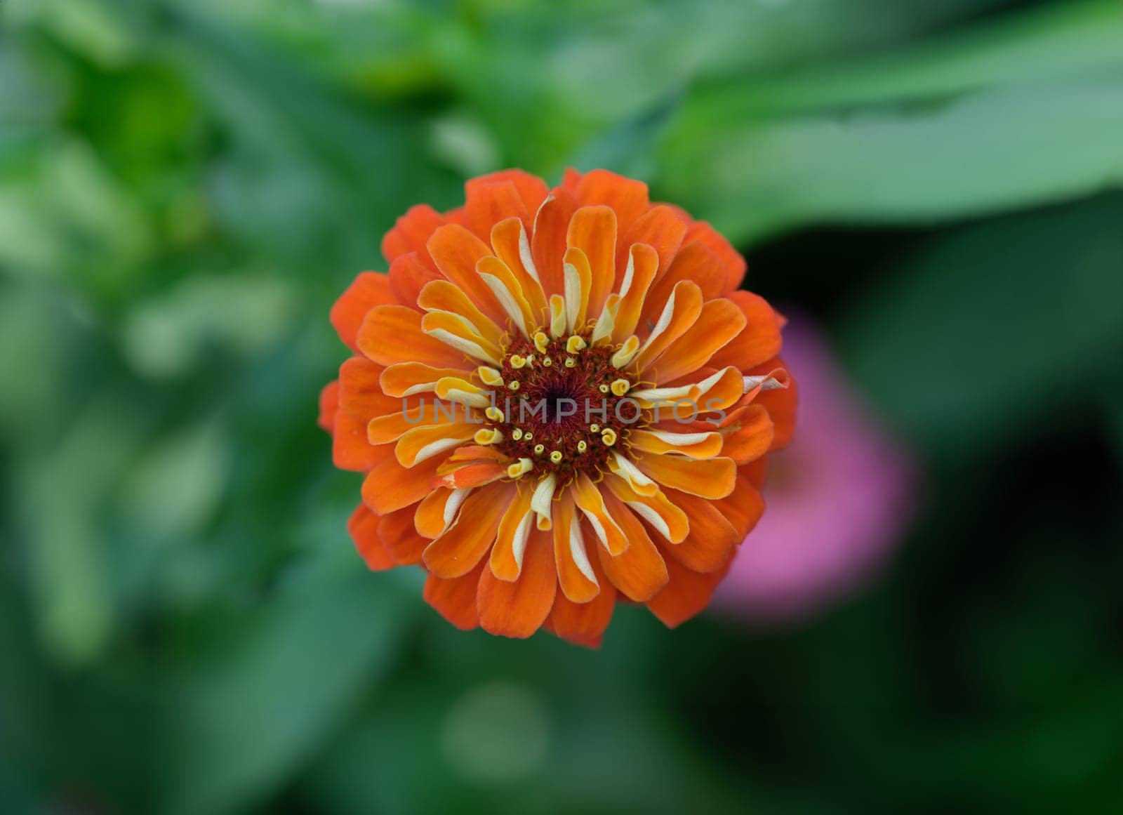 Bright orange gerbera flower growing in garden closeup. Beautiful nature concept