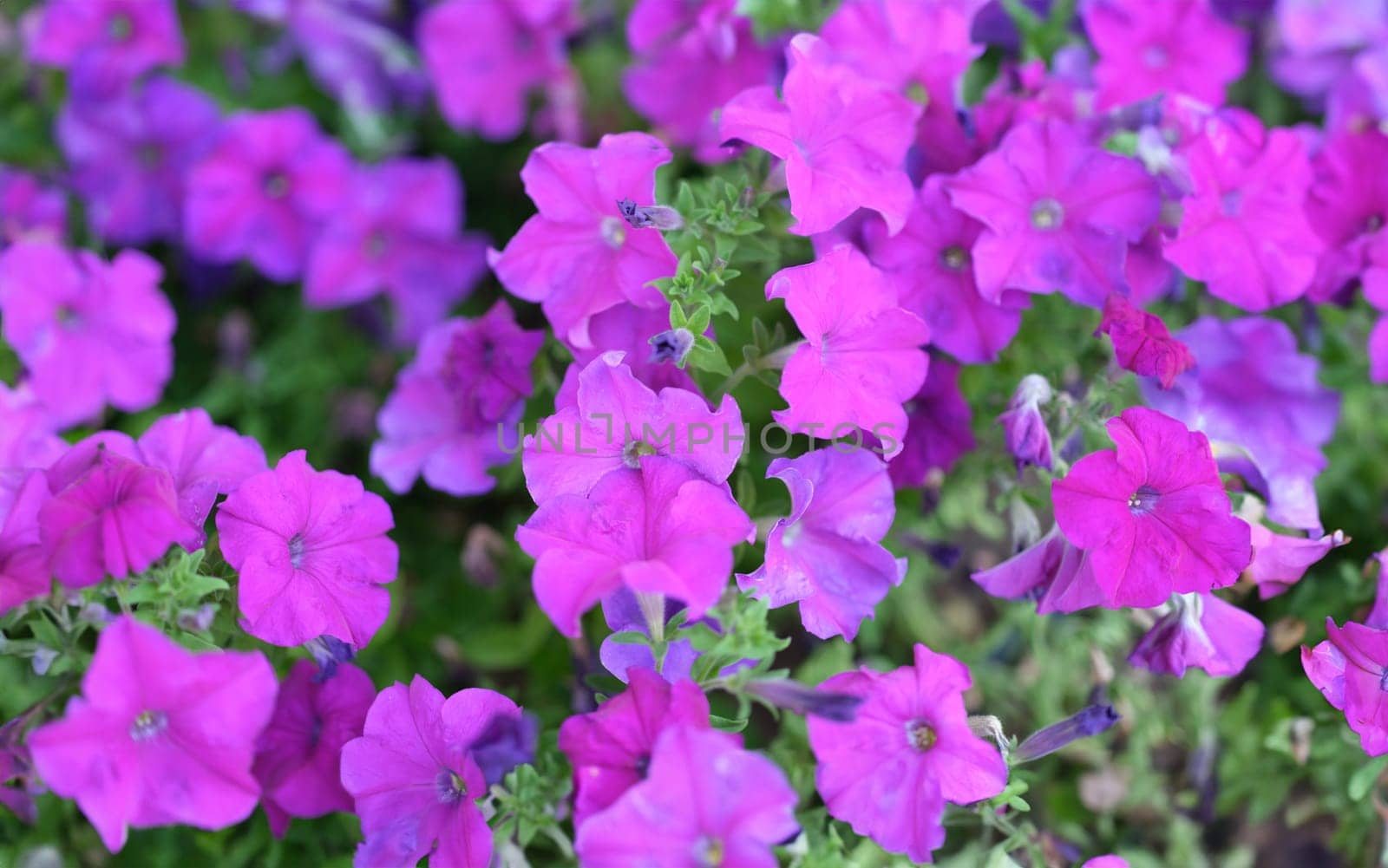 Pink petunia flowers growing in garden closeup background. Floristry design landscape concept
