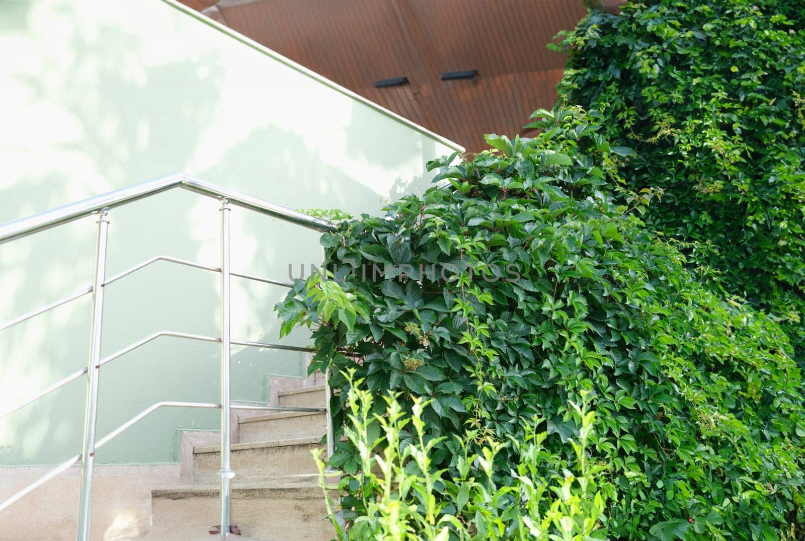 Green plant ivy growing on steps of building. Landscape design concept
