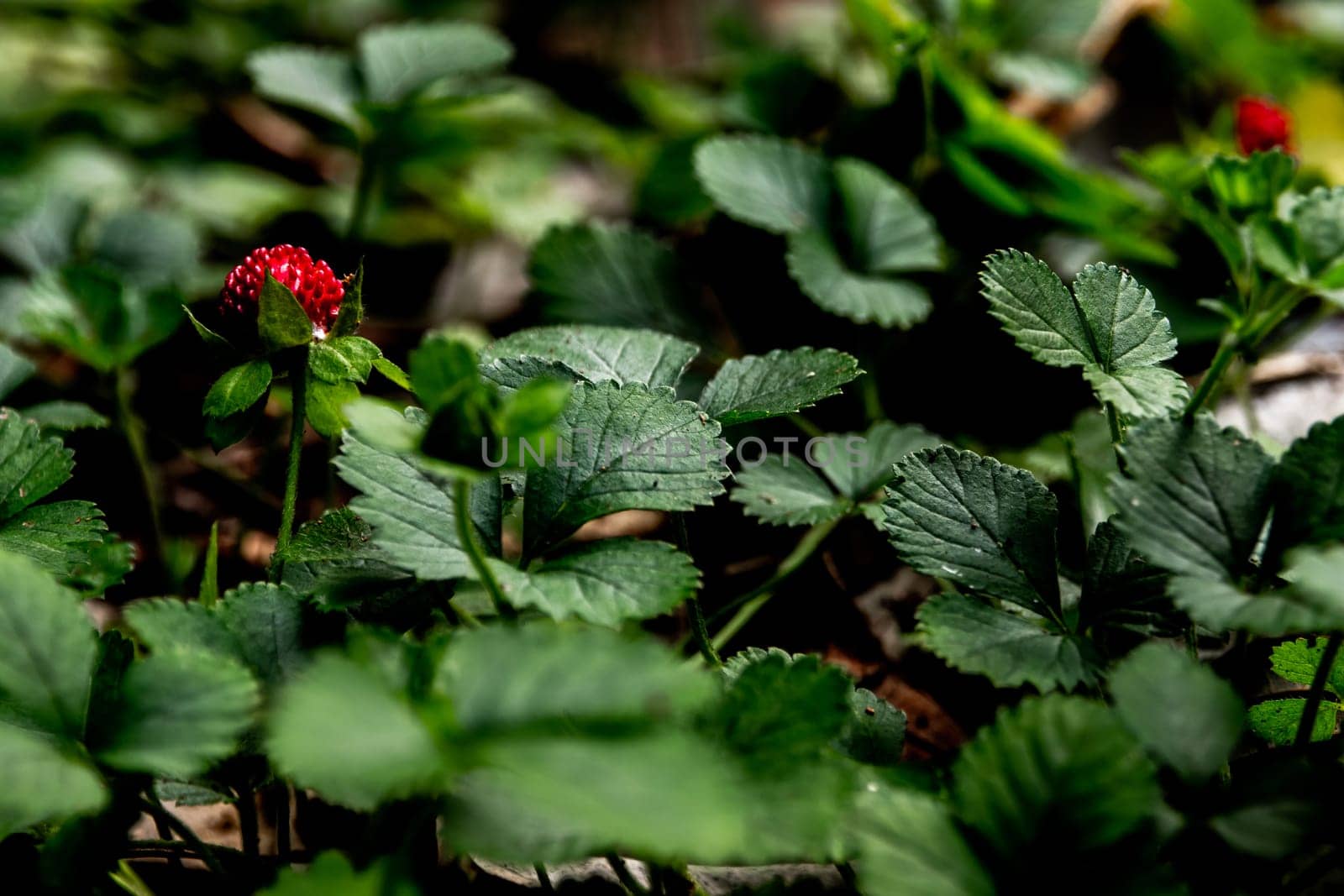 The backyard Strawberry plant for ground cover in the garden