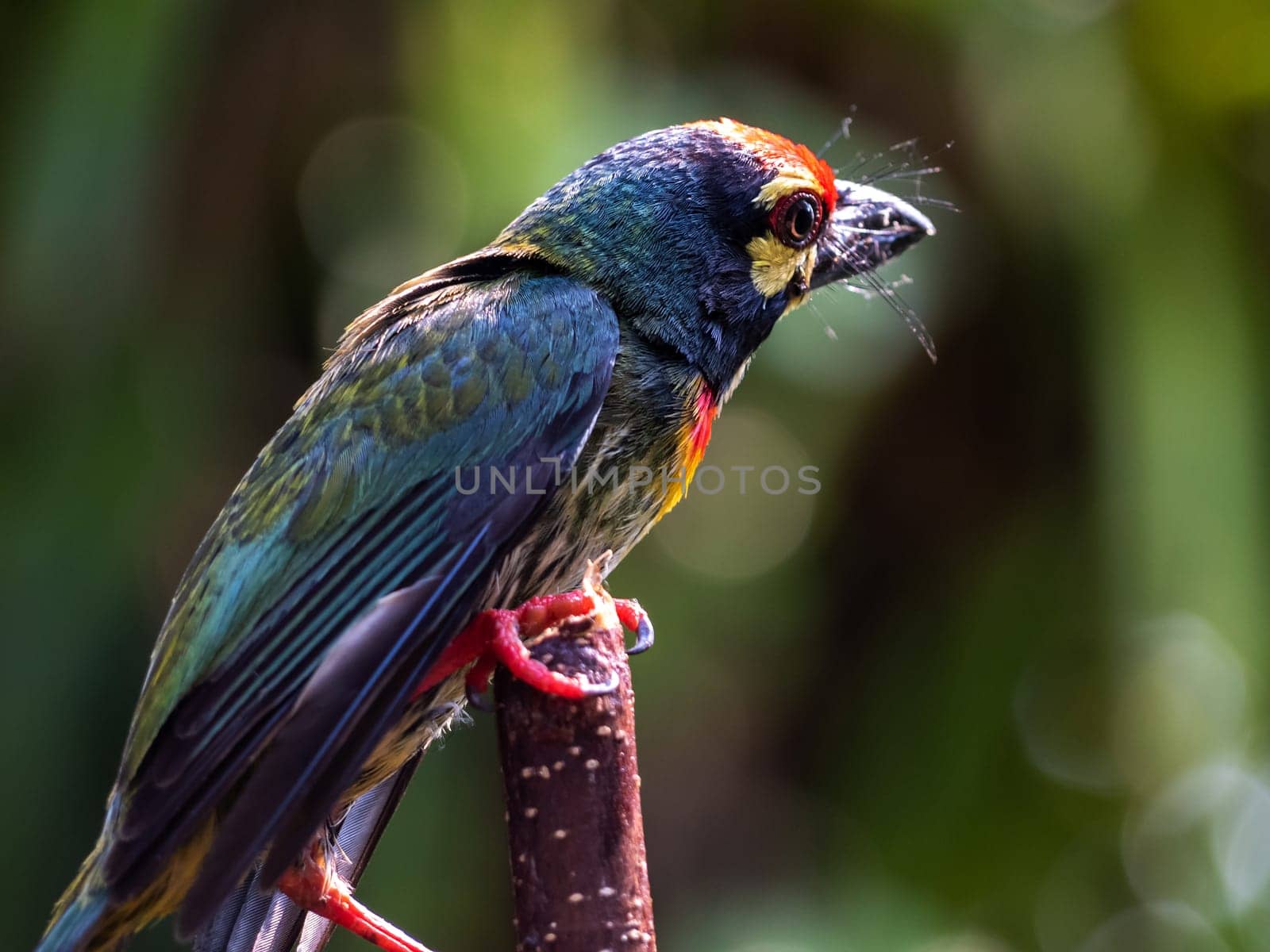 The Coppersmith barbet bird in the garden by Satakorn