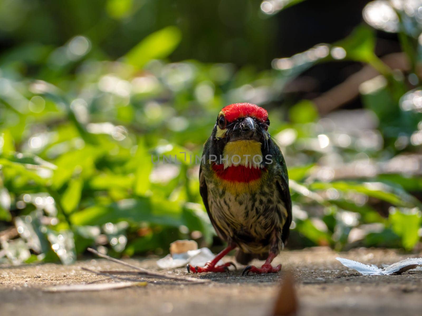 The Coppersmith barbet bird in the garden by Satakorn