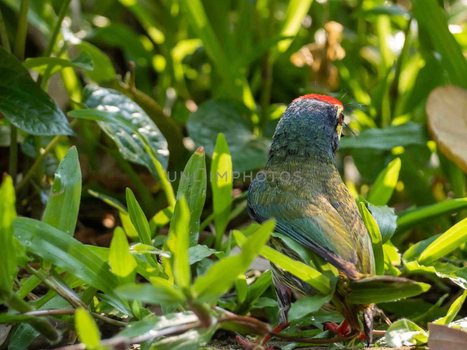 The Coppersmith barbet bird in the garden by Satakorn