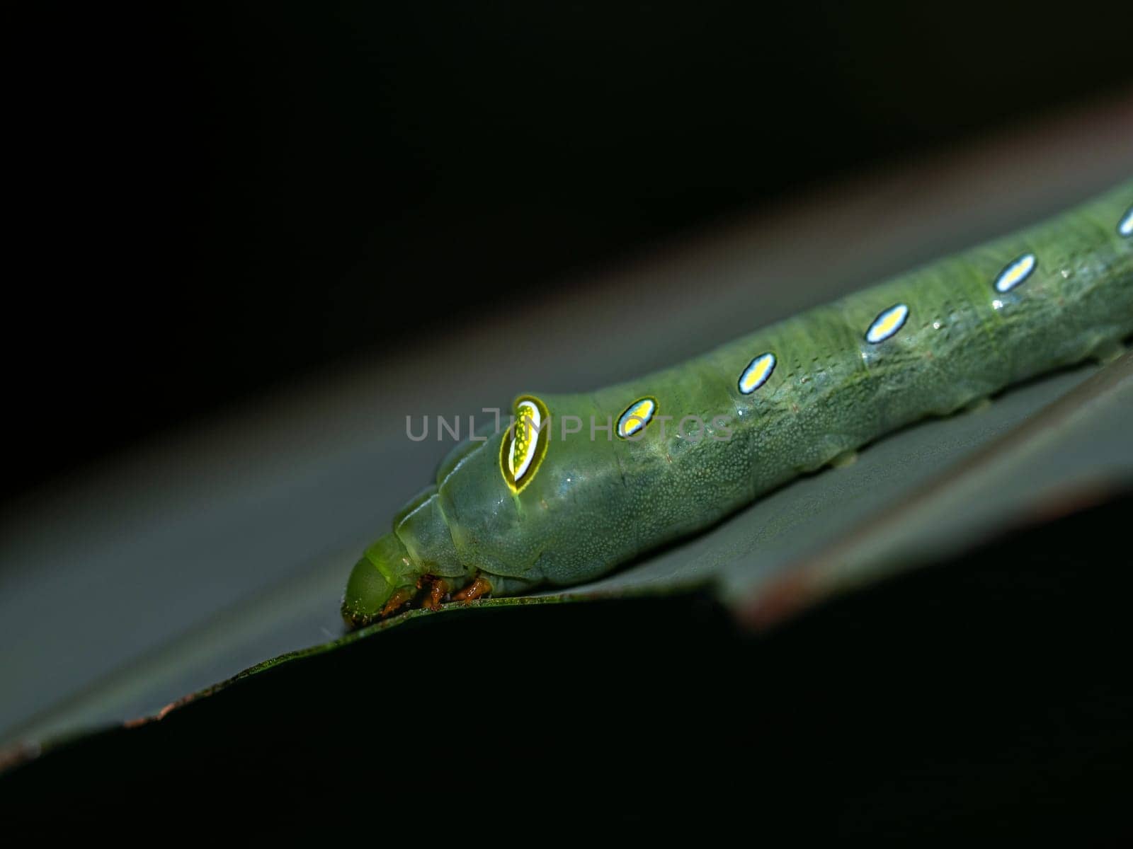 Caterpillar Oleander Hawk Moth eating the leaf by Satakorn